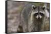 Raccoon, Procyon Lotor, Florida, Usa-Maresa Pryor-Framed Stretched Canvas