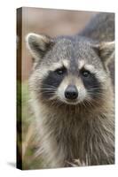 Raccoon, Procyon Lotor, Florida, Usa-Maresa Pryor-Stretched Canvas