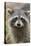 Raccoon, Procyon Lotor, Florida, Usa-Maresa Pryor-Stretched Canvas