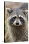 Raccoon, Procyon Lotor, Florida, Usa-Maresa Pryor-Stretched Canvas