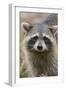 Raccoon, Procyon Lotor, Florida, Usa-Maresa Pryor-Framed Photographic Print