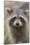 Raccoon, Procyon Lotor, Florida, Usa-Maresa Pryor-Mounted Photographic Print