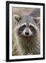 Raccoon, Procyon Lotor, Florida, Usa-Maresa Pryor-Framed Photographic Print