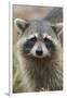 Raccoon, Procyon Lotor, Florida, Usa-Maresa Pryor-Framed Photographic Print