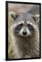 Raccoon, Procyon Lotor, Florida, Usa-Maresa Pryor-Framed Photographic Print