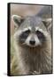 Raccoon, Procyon Lotor, Florida, Usa-Maresa Pryor-Framed Stretched Canvas