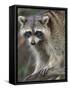 Raccoon, Procyon Lotor, Florida, USA-Maresa Pryor-Framed Stretched Canvas