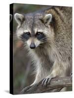 Raccoon, Procyon Lotor, Florida, USA-Maresa Pryor-Stretched Canvas