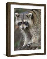 Raccoon, Procyon Lotor, Florida, USA-Maresa Pryor-Framed Photographic Print