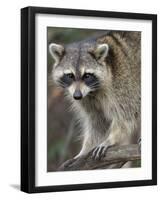 Raccoon, Procyon Lotor, Florida, USA-Maresa Pryor-Framed Photographic Print