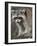 Raccoon, Procyon Lotor, Florida, USA-Maresa Pryor-Framed Photographic Print