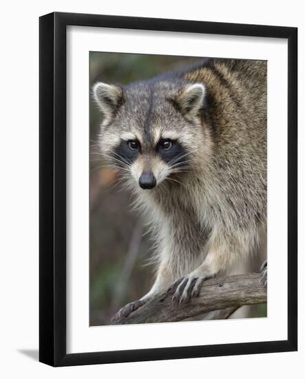 Raccoon, Procyon Lotor, Florida, USA-Maresa Pryor-Framed Photographic Print