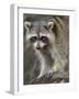 Raccoon, Procyon Lotor, Florida, USA-Maresa Pryor-Framed Photographic Print