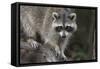 Raccoon, Procyon Lotor, Florida, USA-Maresa Pryor-Framed Stretched Canvas