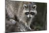 Raccoon, Procyon Lotor, Florida, USA-Maresa Pryor-Mounted Photographic Print