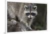 Raccoon, Procyon Lotor, Florida, USA-Maresa Pryor-Framed Photographic Print