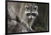 Raccoon, Procyon Lotor, Florida, USA-Maresa Pryor-Framed Photographic Print