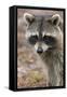 Raccoon, Procyon Lotor, Florida, USA-Maresa Pryor-Framed Stretched Canvas