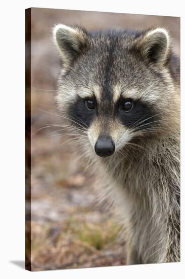 Raccoon, Procyon Lotor, Florida, USA-Maresa Pryor-Stretched Canvas