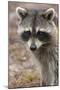 Raccoon, Procyon Lotor, Florida, USA-Maresa Pryor-Mounted Photographic Print