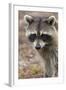 Raccoon, Procyon Lotor, Florida, USA-Maresa Pryor-Framed Photographic Print