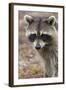 Raccoon, Procyon Lotor, Florida, USA-Maresa Pryor-Framed Photographic Print