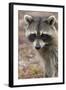 Raccoon, Procyon Lotor, Florida, USA-Maresa Pryor-Framed Photographic Print