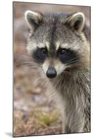 Raccoon, Procyon Lotor, Florida, USA-Maresa Pryor-Mounted Photographic Print