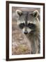 Raccoon, Procyon Lotor, Florida, USA-Maresa Pryor-Framed Photographic Print