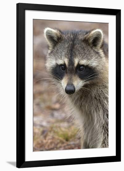 Raccoon, Procyon Lotor, Florida, USA-Maresa Pryor-Framed Photographic Print