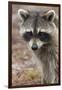 Raccoon, Procyon Lotor, Florida, USA-Maresa Pryor-Framed Photographic Print