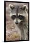 Raccoon, Procyon Lotor, Florida, USA-Maresa Pryor-Framed Photographic Print