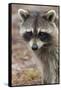 Raccoon, Procyon Lotor, Florida, USA-Maresa Pryor-Framed Stretched Canvas