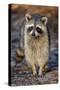 Raccoon, Procyon Lotor, Florida, USA-Maresa Pryor-Stretched Canvas