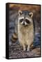 Raccoon, Procyon Lotor, Florida, USA-Maresa Pryor-Framed Stretched Canvas