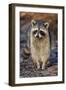 Raccoon, Procyon Lotor, Florida, USA-Maresa Pryor-Framed Premium Photographic Print