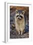 Raccoon, Procyon Lotor, Florida, USA-Maresa Pryor-Framed Premium Photographic Print