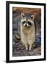 Raccoon, Procyon Lotor, Florida, USA-Maresa Pryor-Framed Photographic Print