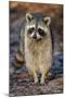 Raccoon, Procyon Lotor, Florida, USA-Maresa Pryor-Mounted Photographic Print