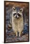 Raccoon, Procyon Lotor, Florida, USA-Maresa Pryor-Framed Photographic Print