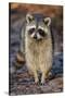 Raccoon, Procyon Lotor, Florida, USA-Maresa Pryor-Stretched Canvas