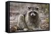 Raccoon, Procyon Lotor, Florida, USA-Maresa Pryor-Framed Stretched Canvas