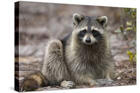 Raccoon, Procyon Lotor, Florida, USA-Maresa Pryor-Stretched Canvas