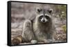 Raccoon, Procyon Lotor, Florida, USA-Maresa Pryor-Framed Stretched Canvas