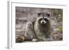 Raccoon, Procyon Lotor, Florida, USA-Maresa Pryor-Framed Photographic Print