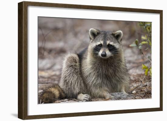 Raccoon, Procyon Lotor, Florida, USA-Maresa Pryor-Framed Photographic Print