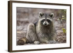 Raccoon, Procyon Lotor, Florida, USA-Maresa Pryor-Framed Photographic Print