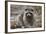 Raccoon, Procyon Lotor, Florida, USA-Maresa Pryor-Framed Photographic Print