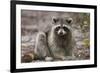 Raccoon, Procyon Lotor, Florida, USA-Maresa Pryor-Framed Photographic Print