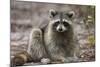 Raccoon, Procyon Lotor, Florida, USA-Maresa Pryor-Mounted Photographic Print